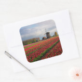 Sticker Carré Tulipes rouges et moulin à vent (Enveloppe)