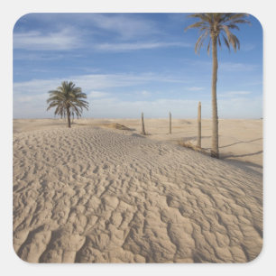 Sticker Carré Tunisie, désert du Sahara, Douz, Grande Dune, aube