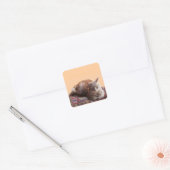 STICKER CARRÉ TURKISH CAT ON THE OLD CARPET (Enveloppe)