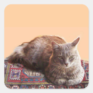 STICKER CARRÉ TURKISH CAT ON THE OLD CARPET