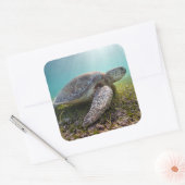 Sticker Carré Turtle At Dusk | Bay (Enveloppe)