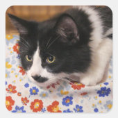 Sticker Carré Tuxedo (Devant)