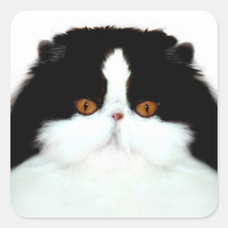 Sticker Carré Tuxedo face de chat perse