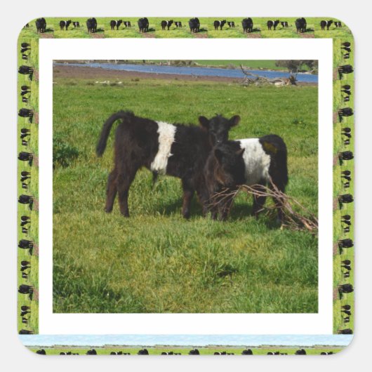 Sticker Carré Two Belted Galloway Calves Framed (Devant)