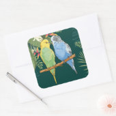 Sticker Carré Two cute bleu et green Budgies (Enveloppe)