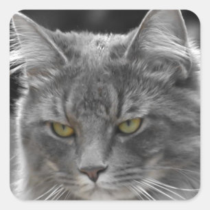 Sticker Carré Type sérieux