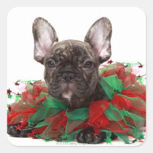 Sticker Carré Un bulldog français portant un collier de Noël