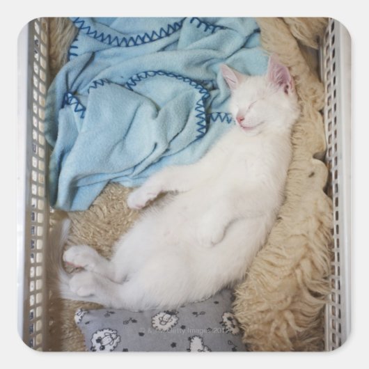 Sticker Carré Un chat blanc qui dort dans une corbeille, (Devant)