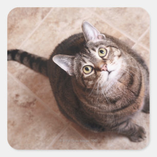 Sticker Carré Un chat tabby en train de chercher