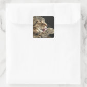 Sticker Carré Un chat tabby lèche sa patte. (Sac)