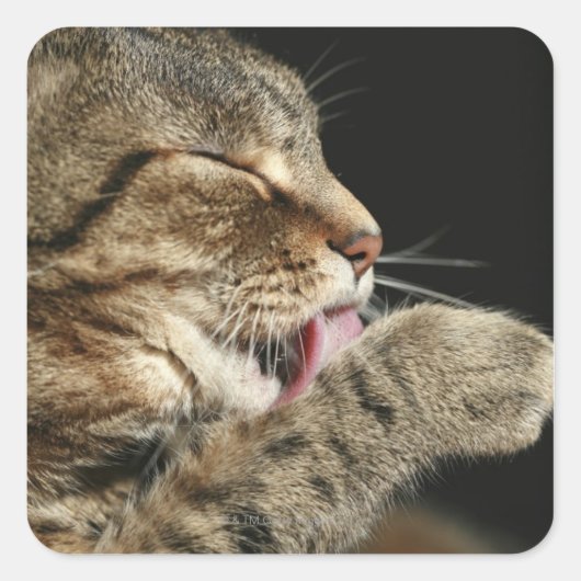 Sticker Carré Un chat tabby lèche sa patte. (Devant)