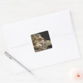 Sticker Carré Un chat tabby lèche sa patte. (Enveloppe)