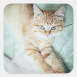 Sticker Carré Un chaton d'or de couleur se couchant