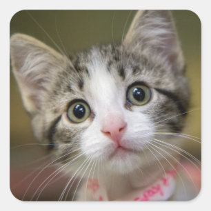 Sticker Carré Un chaton mignon aux yeux verts