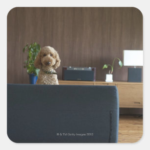 Sticker Carré Un chien dans la salle de plongée