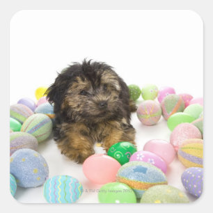 Sticker Carré Un chiot de Yorkie-poo et oeufs de pâques