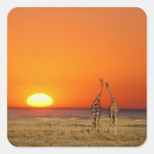 Sticker Carré Un couple de girafes marche vers le coucher du sol