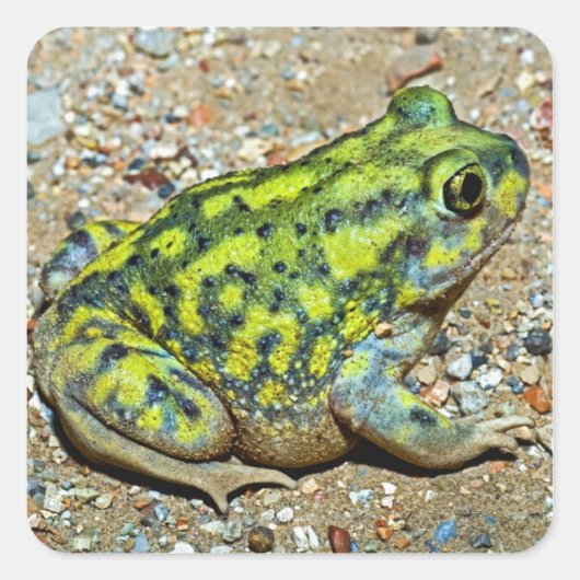 Sticker Carré Un crapaud à pieds nus (Devant)