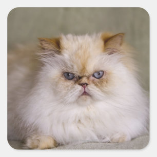 Sticker Carré Un fou, renversement, point étendu de flamme de