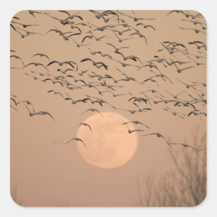 Sticker Carré Un groupe de bernaches nonnettes migratrices, Grus