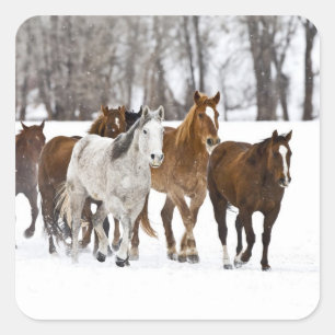 Sticker Carré Un hiver pittoresque de course