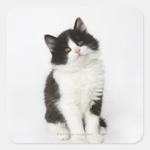 Sticker Carré Un jeune chaton assis regardant la caméra