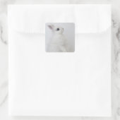 Sticker Carré Un lapin blanc. Jersey Wooly. (Sac)