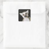 Sticker Carré Un lémur. (Sac)