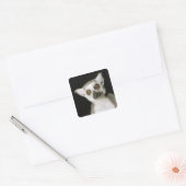 Sticker Carré Un lémur. (Enveloppe)