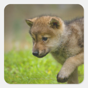 Autocollants Stickers Loup Mignon Zazzle Be