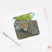 Sticker Carré Un magnifique léopard (Enveloppe)