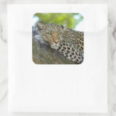 Sticker Carré Un magnifique léopard (Sac)