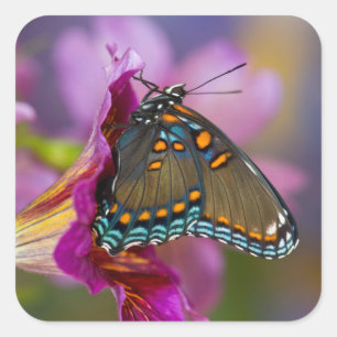 Sticker Carré Un papillon swallowtail
