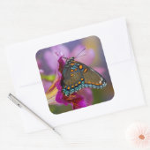 Sticker Carré Un papillon swallowtail (Enveloppe)