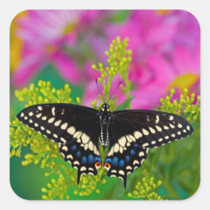 Sticker Carré Un papillon swallowtail atterrissant