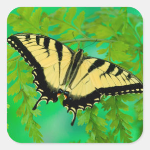 Sticker Carré Un papillon swallowtail atterrissant