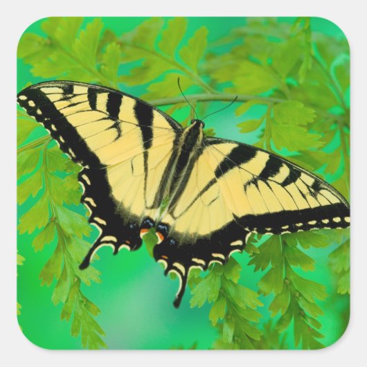 Sticker Carré Un papillon swallowtail atterrissant (Devant)