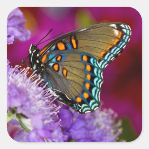 Sticker Carré Un papillon swallowtail de laurier d'Amérique