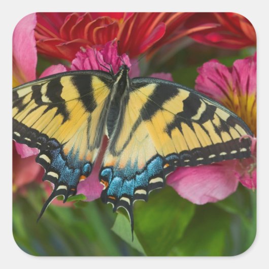 Sticker Carré Un papillon swallowtail tigré (Devant)
