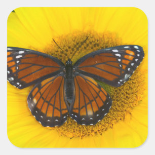 Sticker Carré Un papillon vice-roi Limenitis Archippus