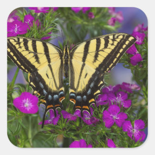 Sticker Carré Un papillon vice-roi sur des fleurs rose foncé