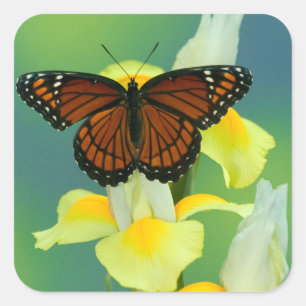 Sticker Carré Un papillon vice-roi sur un iris japonais jaune