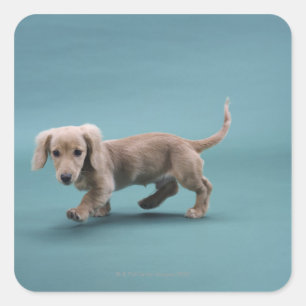 Sticker Carré Un petit dachshund beige marchant