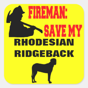 Sticker Carré Un pompier sauve mon rhodesian Ridgeback Chien