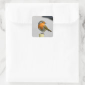 Sticker Carré Un Robin Très Étonnant (Sac)