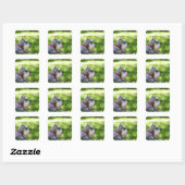 Sticker Carré Un Schnauzer posé dans l'herbe (Feuille)