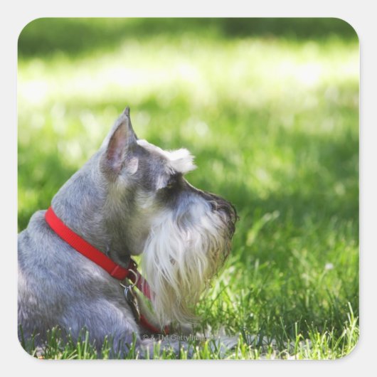 Sticker Carré Un Schnauzer posé dans l'herbe (Devant)