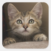 Un Tabby Kitten Très Sucré