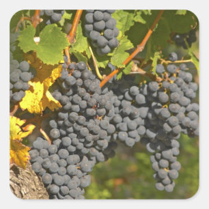 Sticker Carré Un vignoble avec des grappes de raisin Merlot mûre