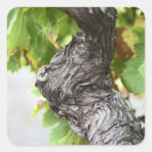 Sticker Carré Une branche d'une vigne très ancienne avec une éco